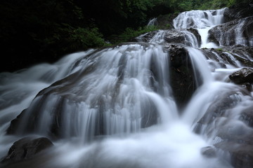 Fototapeta premium Wodospad zatrzymania ryb