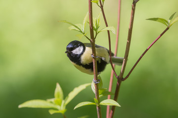 Portrait of a titmouse
