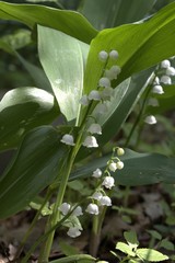 Obraz premium Flowering Lilly-of-the-valley close-up in sun