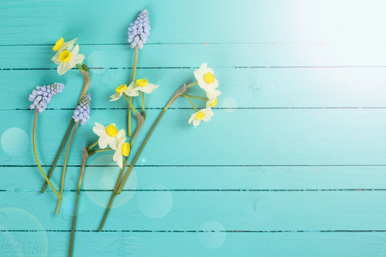 Background with fresh flowers daffodils and muscari