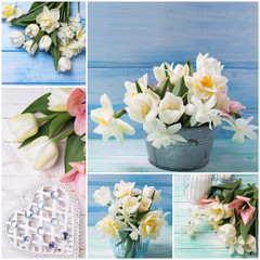 Collage from photos with fresh narcissus and tulips