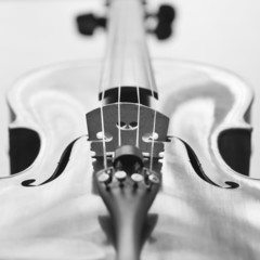 Fragment of a violin lying in the light in grayscale