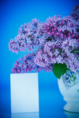 beautiful spring lilac