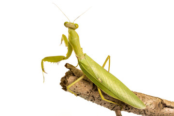 Green Mantis