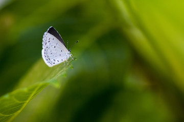 紫陽花の葉にとまるルリシジミチョウ

