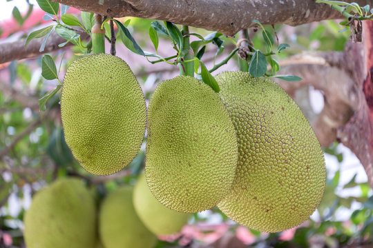 Jackfruit