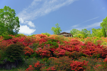Naklejka premium 見晴山のツツジ