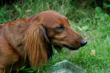 Pies w trawie © agatop