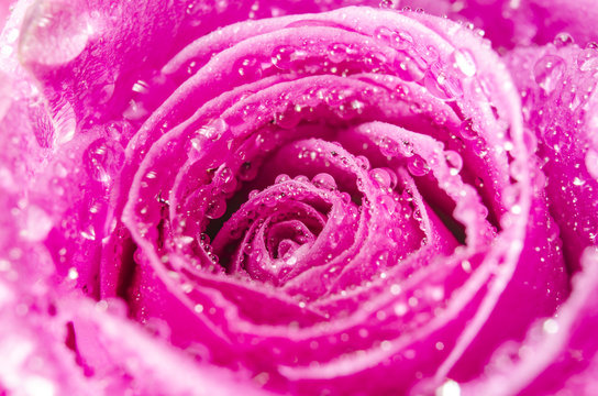 Fototapeta Makro różowy kwiat róży z kropli wody