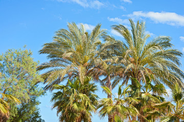 Palm tree tops against a blue sky