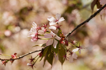 Branches of the fading Oriental cherry sakura with pink flowers