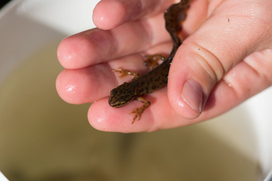 Molch in Kinderhand