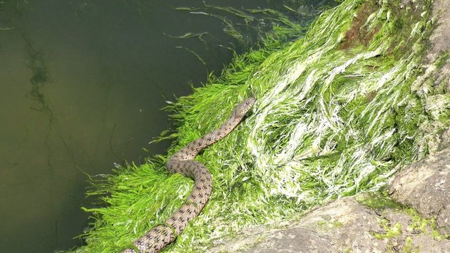 Snake River Natrix Swam To Rock With Green Algae On River