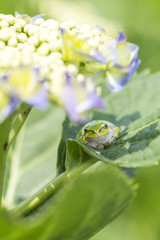 アジサイの葉にアマガエル　縦　正面
