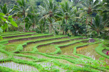 Rice field
