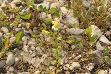 Gänseblümchen / Löwenzahn auf Stenboden