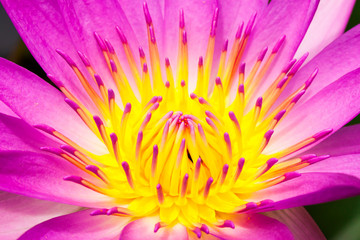 Pink Lotus flower,