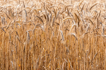 Campo de trigo