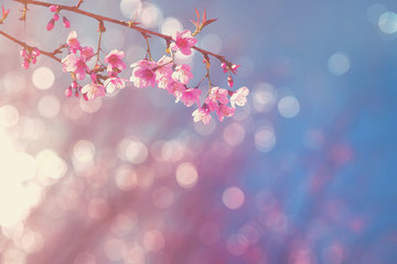 Obraz na płótnie Canvas Pink Cherry blossom with soft focus and bokeh 
