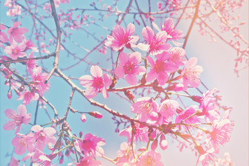 Obraz na płótnie Canvas Pink Cherry blossom with soft focus and bokeh 
