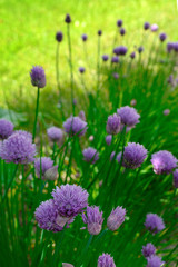 Schnittlauchbeet, h.