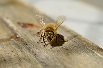 Bee on wood