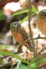 Ochre-bellied Boobook (Ninox ochracea) in Sulawesi, Indonesia