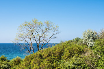 Küstenwald an der Ostseeküste