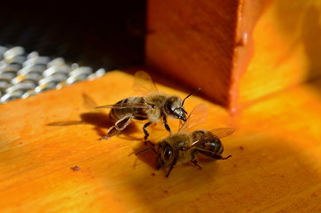 Bees comunication