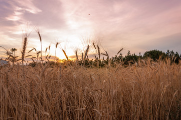 Campo de trigo