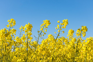 Raps auf dem Feld mit blauem Himmel