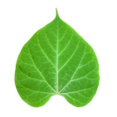 green leaf