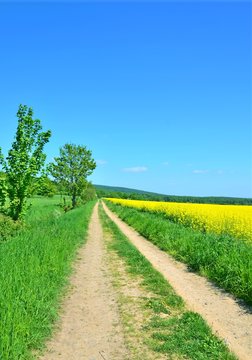 Landschaft mit Feldweg und Rapsfeld bei Springe, Region Hannover, Niedersachsen, Deutschland