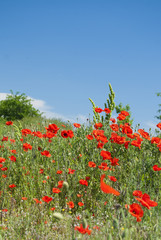 Fototapeta na wymiar poppy field with bush and blue sky