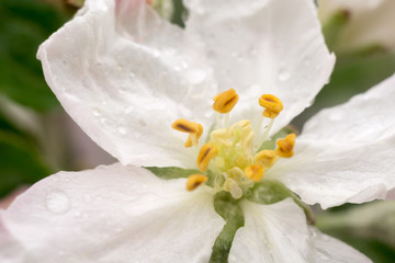 Obraz premium Apple Blossom