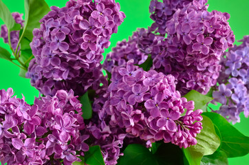 The branches of the young, blossoming lilac closeup