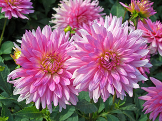 Obraz premium Dahlien