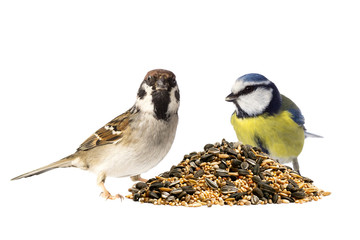 Moineau friquet et mésange bleue avec des graines pour oiseaux sur fond blanc