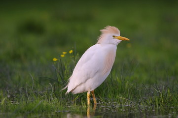 Héron garde-bœufs - Le pensif