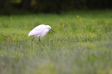 Fototapeta premium Aigrette garzette 3