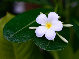 white frangipani flowers - 84251382
