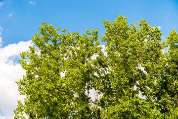 Tree With Fresh Green Leaves On Blue Sky With White Clouds