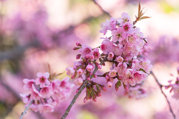 sakura blossom in thailand