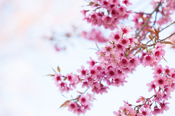sakura blossom in thailand