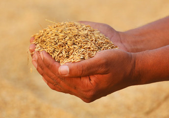 Hand holding golden paddy seeds