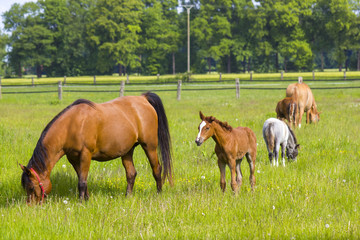 Obraz na płótnie Canvas horses on a spring pasture