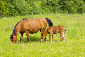 Naklejka na ściany i meble Mare and her foal on a summer pasture.