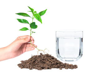 planted a tree ,save the world concept