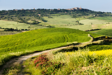 Fototapeta na wymiar Spring landscape of fields Tuscany