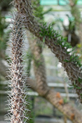 Stachliger kaktus